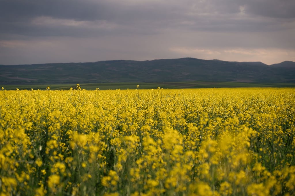 yellow mustard flower field - Basant Panchami 2027: Date and Travel Guide
