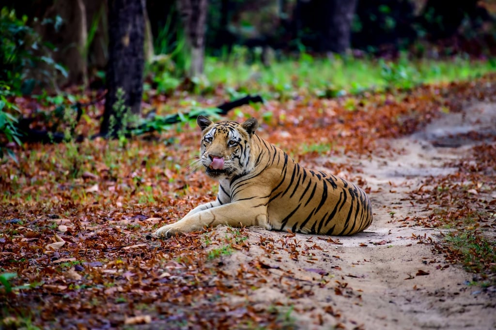 tiger forest Madhya Pradesh - Kanha National Park 2026-27: Nearest Airports and Flights