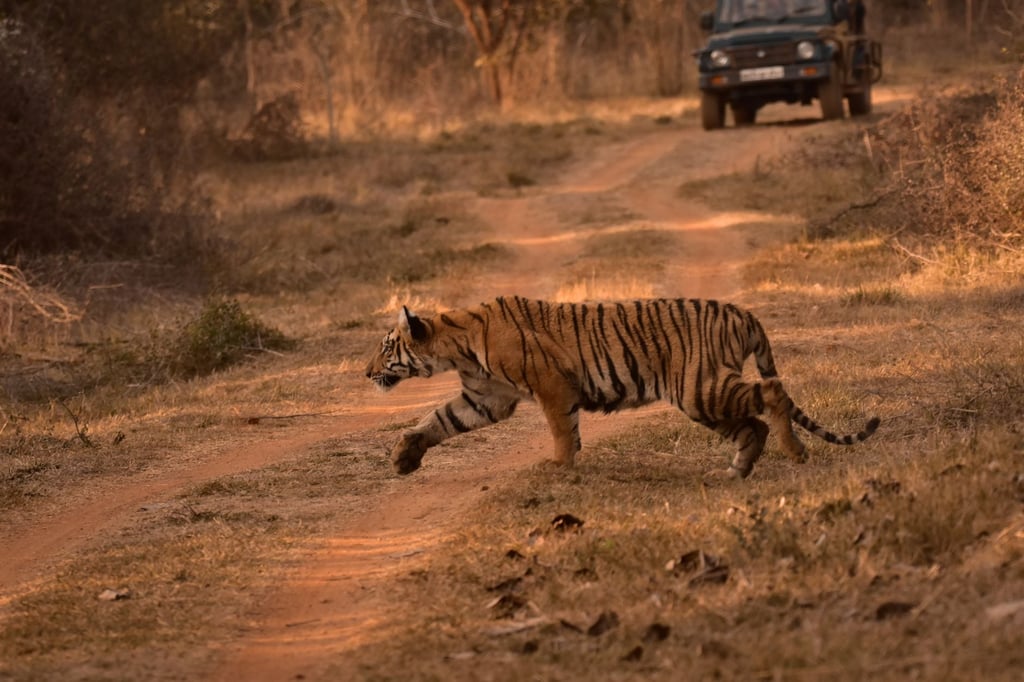 tiger jungle safari India - Pench National Park: Nearest Airport and How to Fly There