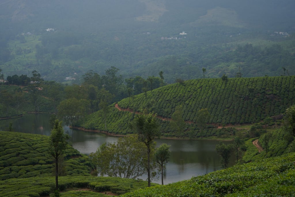 Western Ghats tea hills Kerala