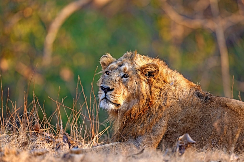 Asiatic lion Gir forest - Sasan Gir Lion Safari 2026-27: How to Fly There