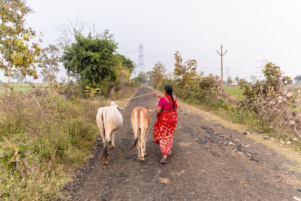 Nagpur road to forest